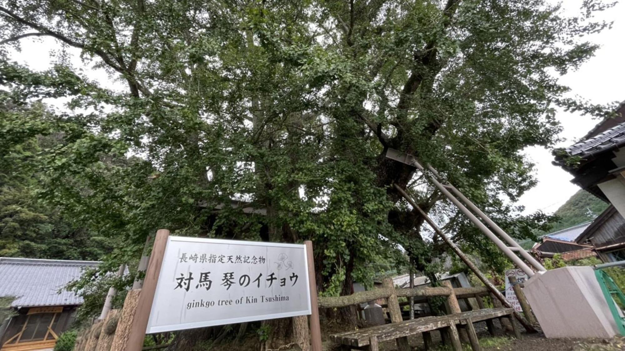 โรงแรม Toyoko Tsushima Hitakatsu สึชิมะ
